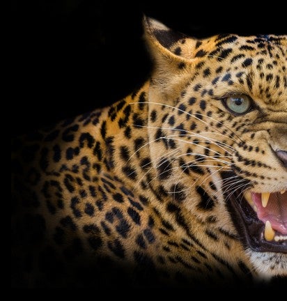 An Amur Leopard, the company mascot, sits on top of a black background.